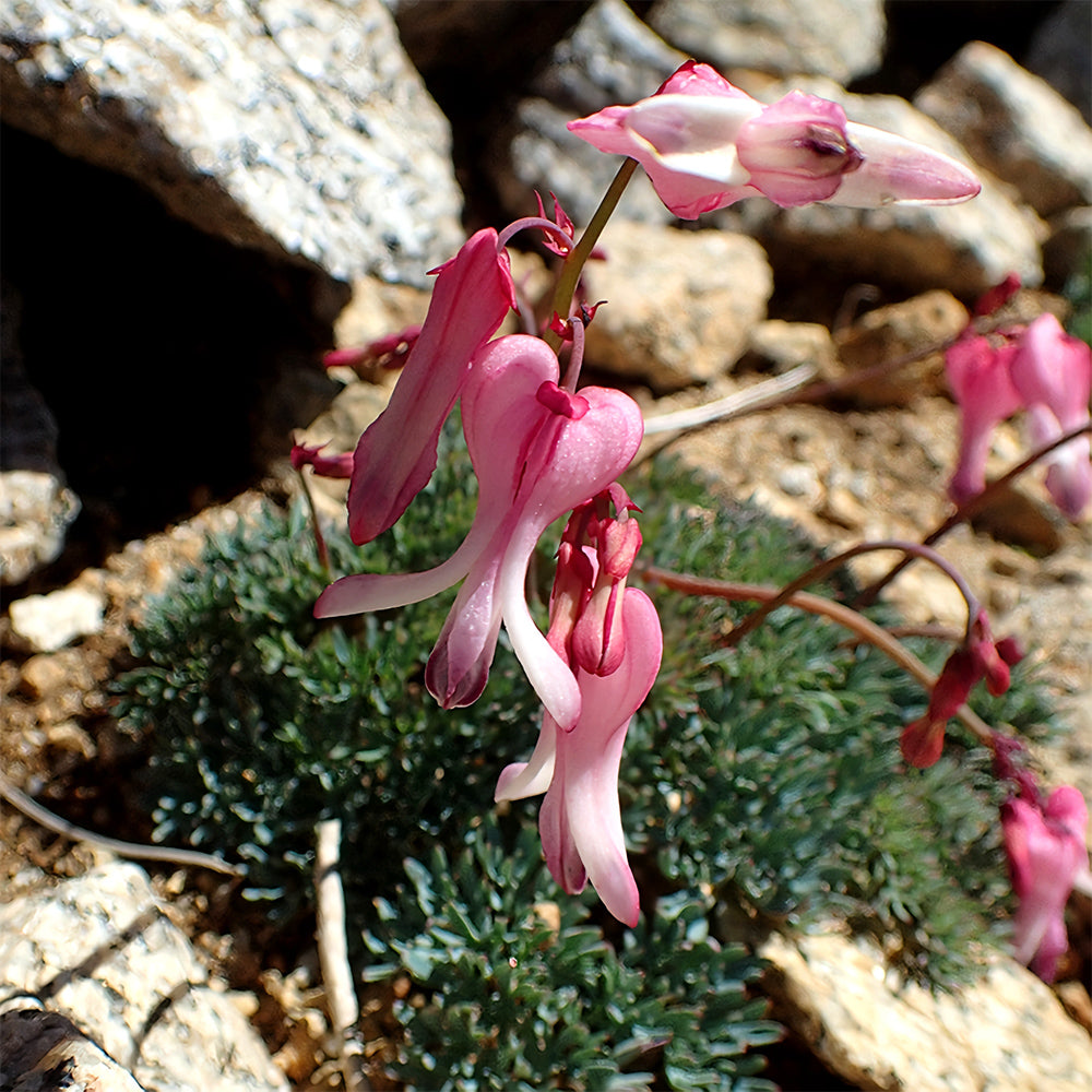 Dicentra peregrina Seeds - Lovely Pink Heart-shaped Blooms