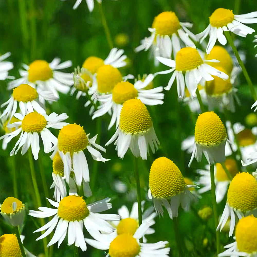 Hardy Chamomile Seeds with Invigorating Aroma - Thrives in Varied Soils