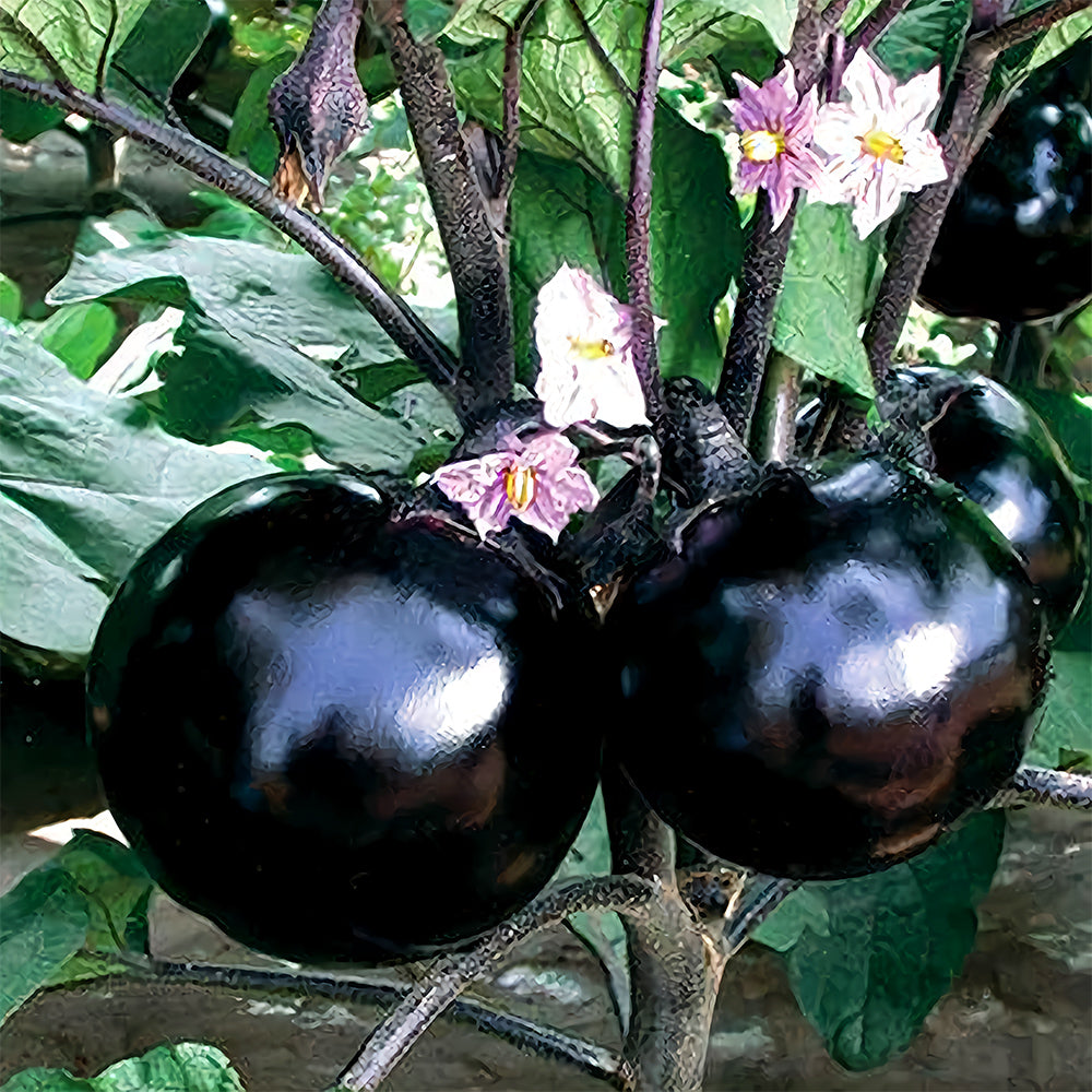 5 Bags (50 Seeds/Bag) of 'Black Boss' Round Eggplant Seeds