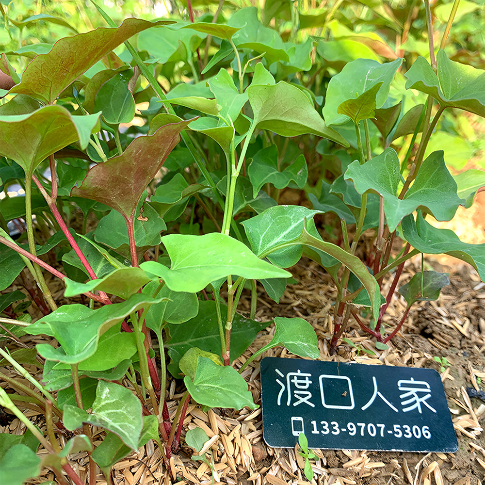 Premium Reynoutria Multiflora Seeds for Traditional Chinese Medicine