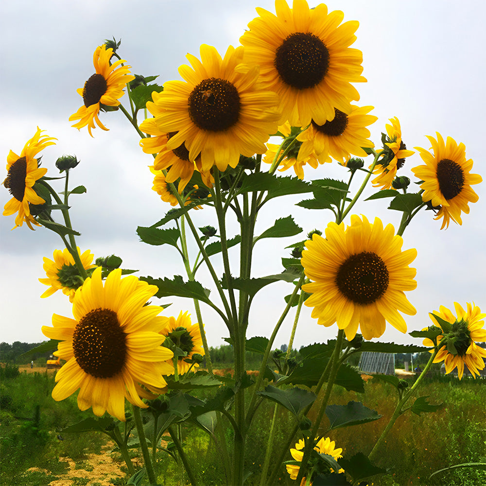 Gold Rush Sunflower Seeds (120cm)