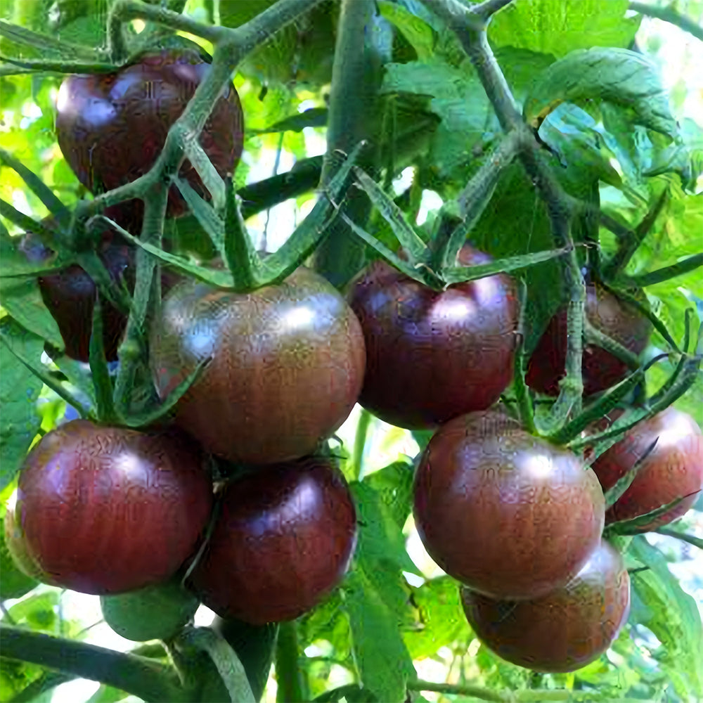 Sweets from Your Garden: 5 Bags (100 Seeds / Bag) of 'Purple Pearl' Cherry Tomatoes