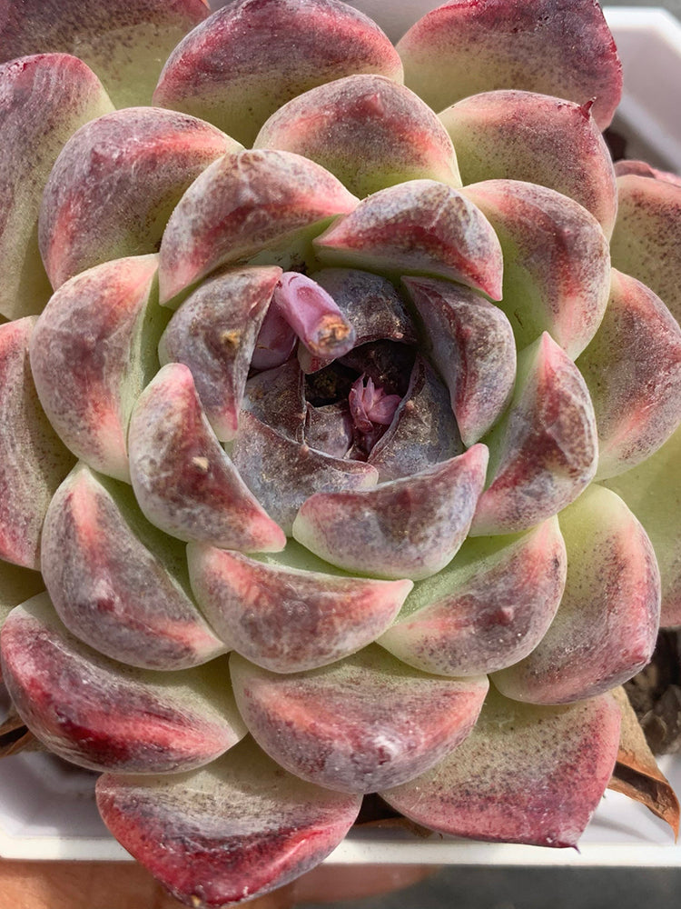 Echeveria cv. 'Purple Fairy'‌