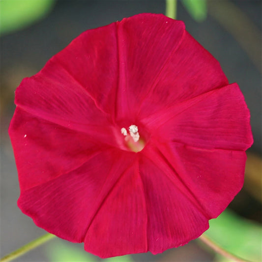 Red Queen Morning Glory