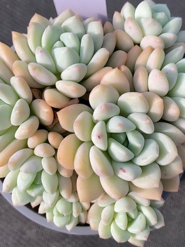 Echeveria 'Jade Ruyi'