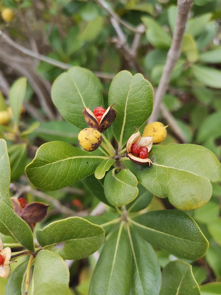 Pittosporum tobira