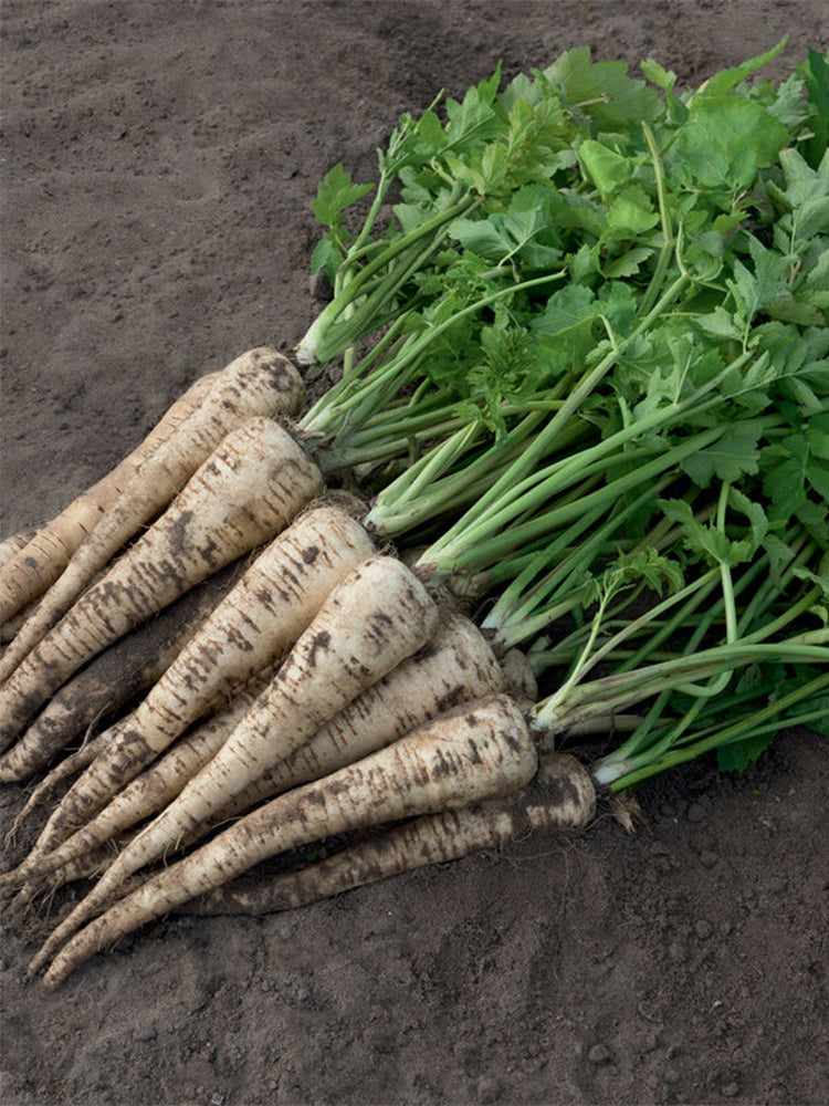 Parsnip