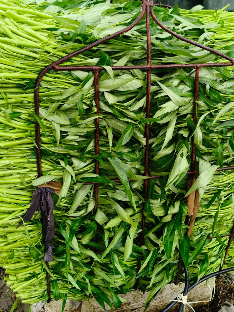 Bamboo Leaf Water Spinach