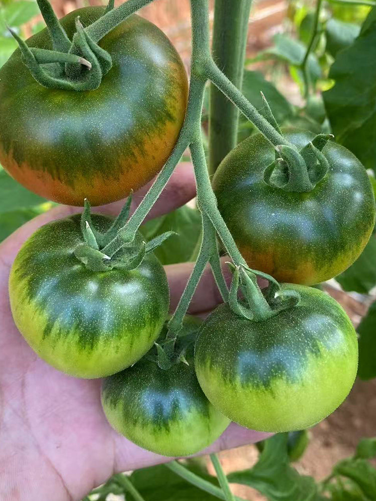 Crisp Sweet Strawberry Tomato