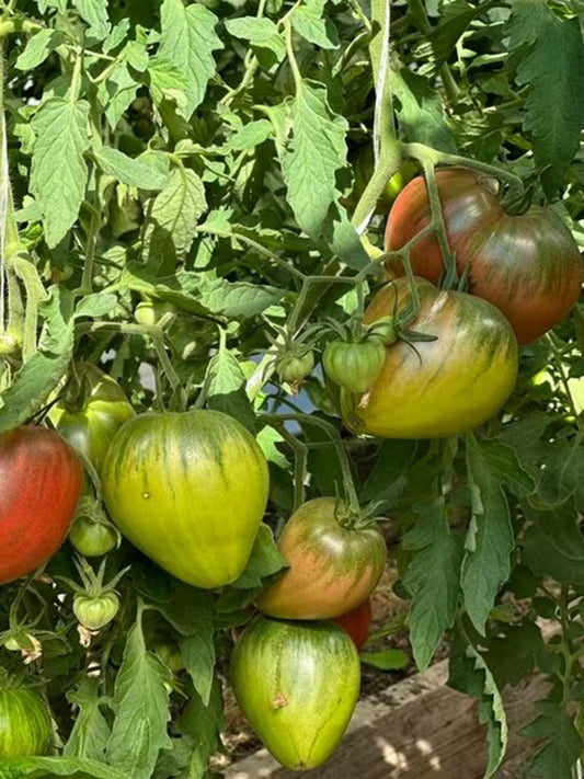 1103 Dark Brown Honey Tomato