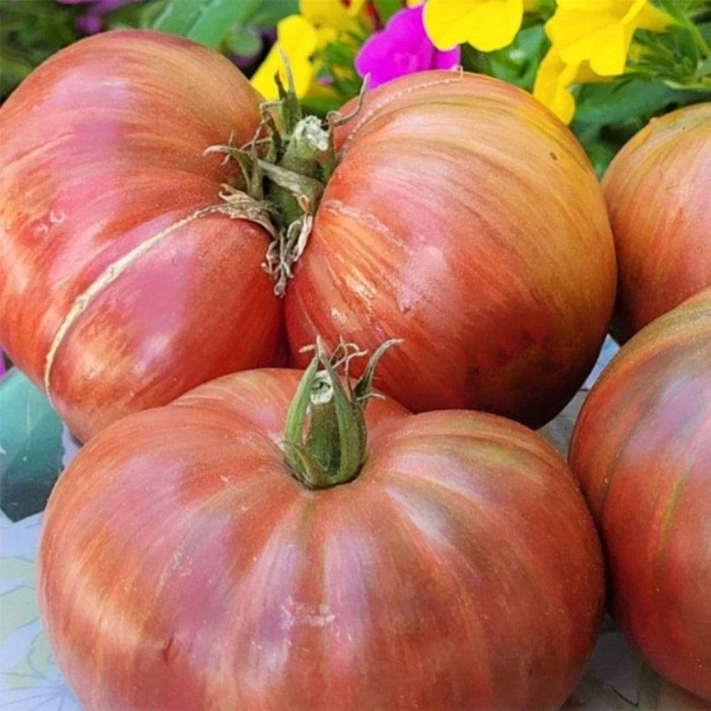 750 Dwarf Little Devil Tomato