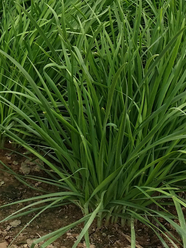 Purple-rooted Chinese Chives