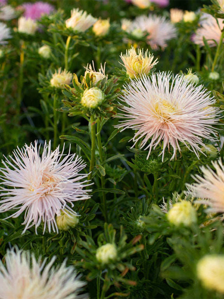 Aster 'Valkyrie Brunhilde Chamois'