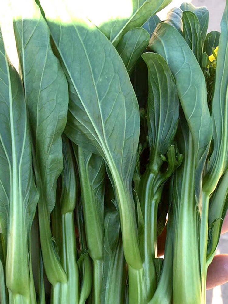 Meiqi No.3 Sweet Choy Sum