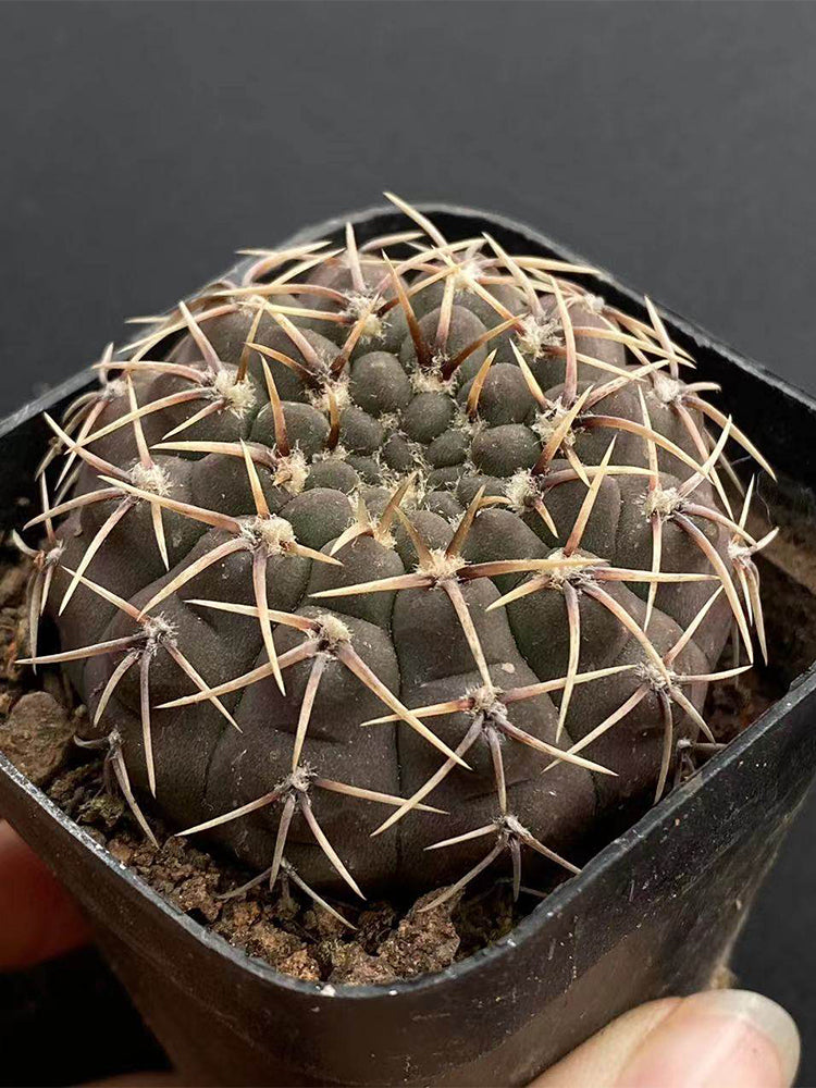 Gymnocalycium quehlianum