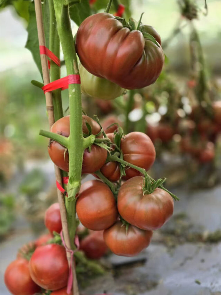 852 Polish Night Tomato