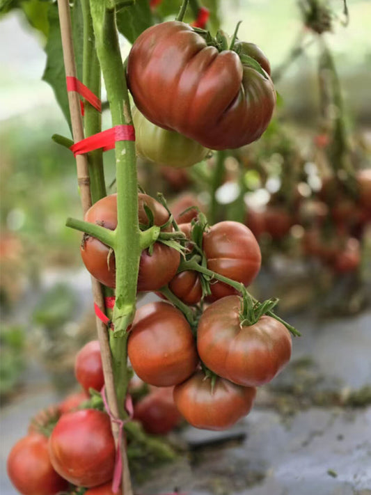 852 Polish Night Tomato