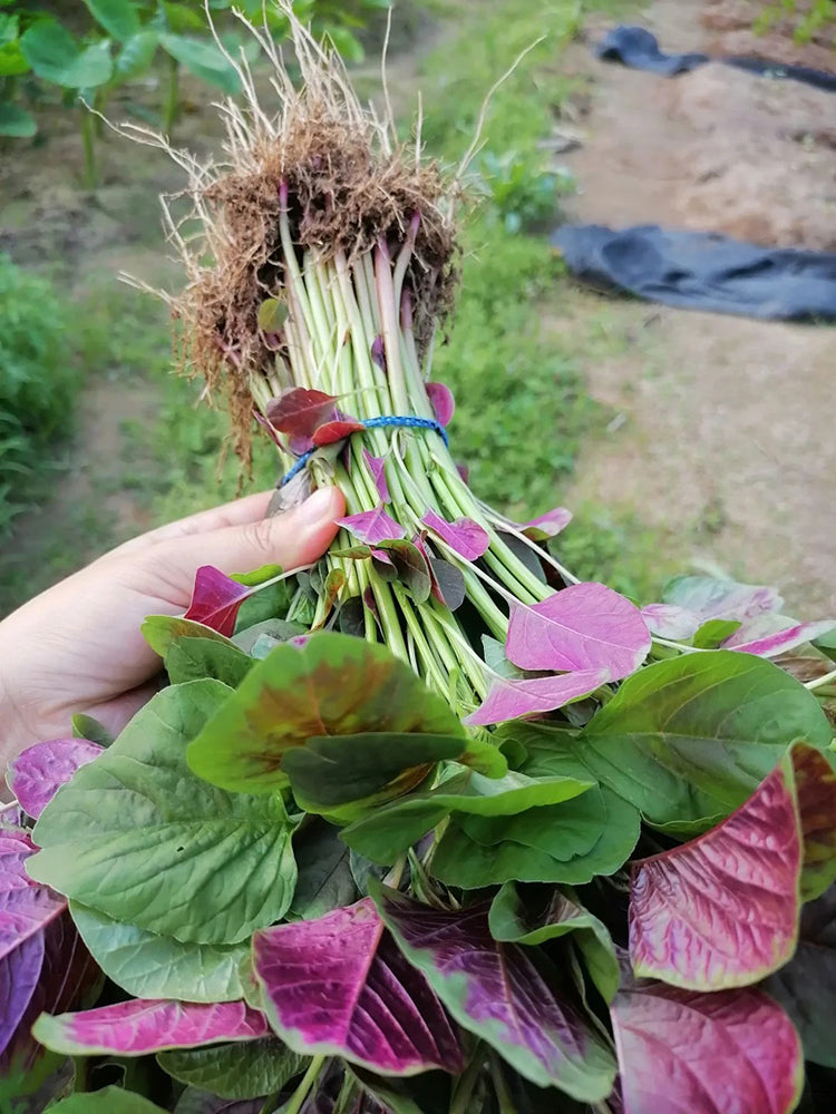 Pointed-Leaf Red Amaranth