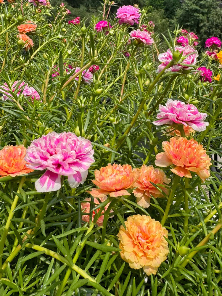 Double Flowered Mix Moss Rose