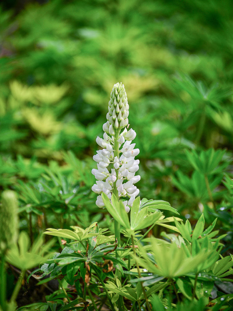 White Lupin
