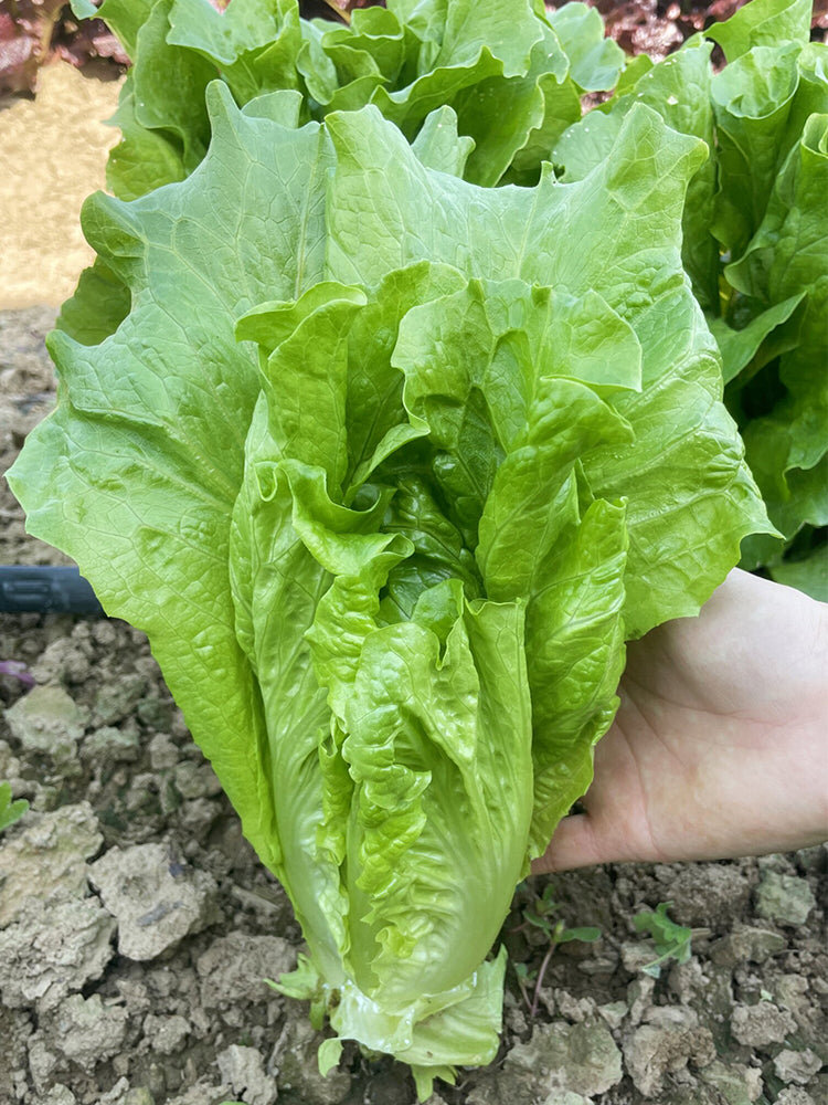 Italian Lettuce