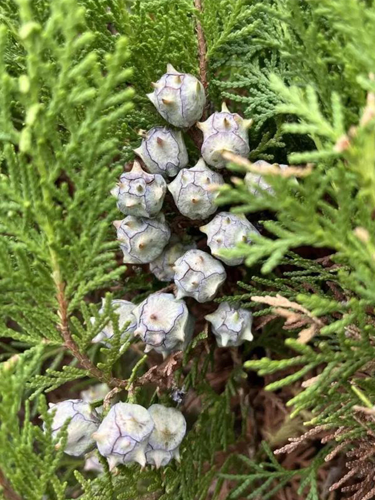 Chinese Arborvitae (Platycladus orientalis)