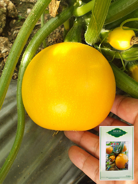 Yellow Pearl Zucchini