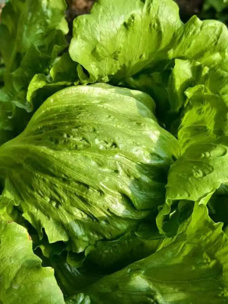Meilü 103 Crisphead Lettuce