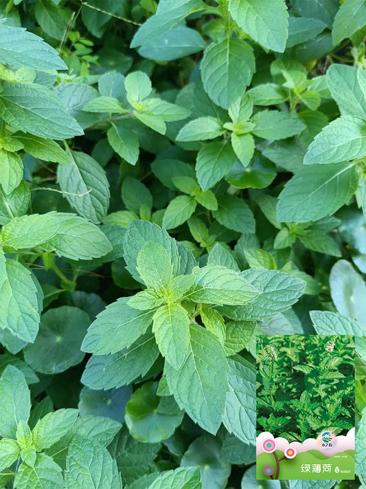 Spearmint (Mentha spicata L.)