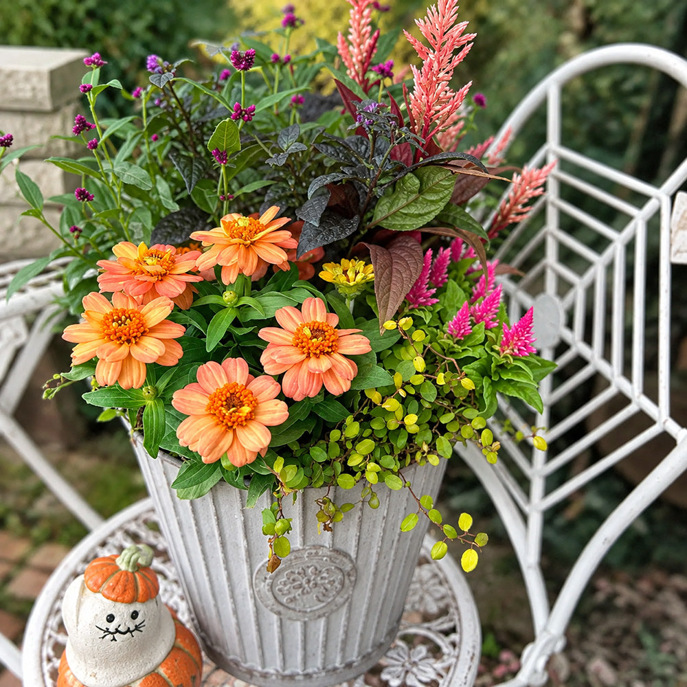W1339 Profusion Double Deep Salmon Zinnia
