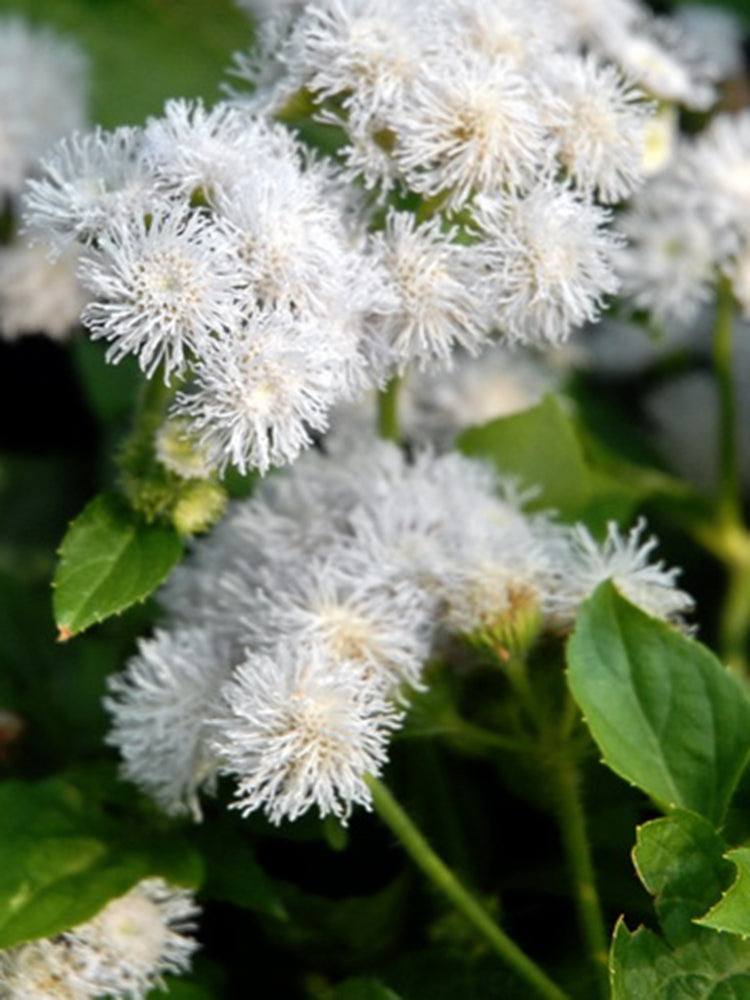 Large-Flowered Ageratum (White)