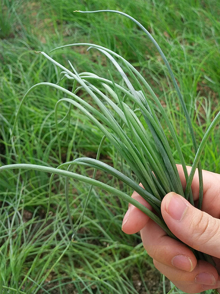 Minqin Sand Scallion (Allium mongolicum)