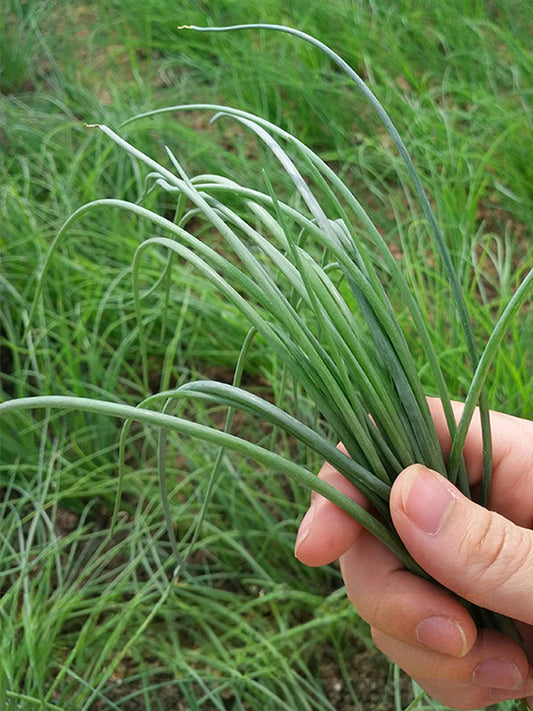 Minqin Sand Scallion (Allium mongolicum)
