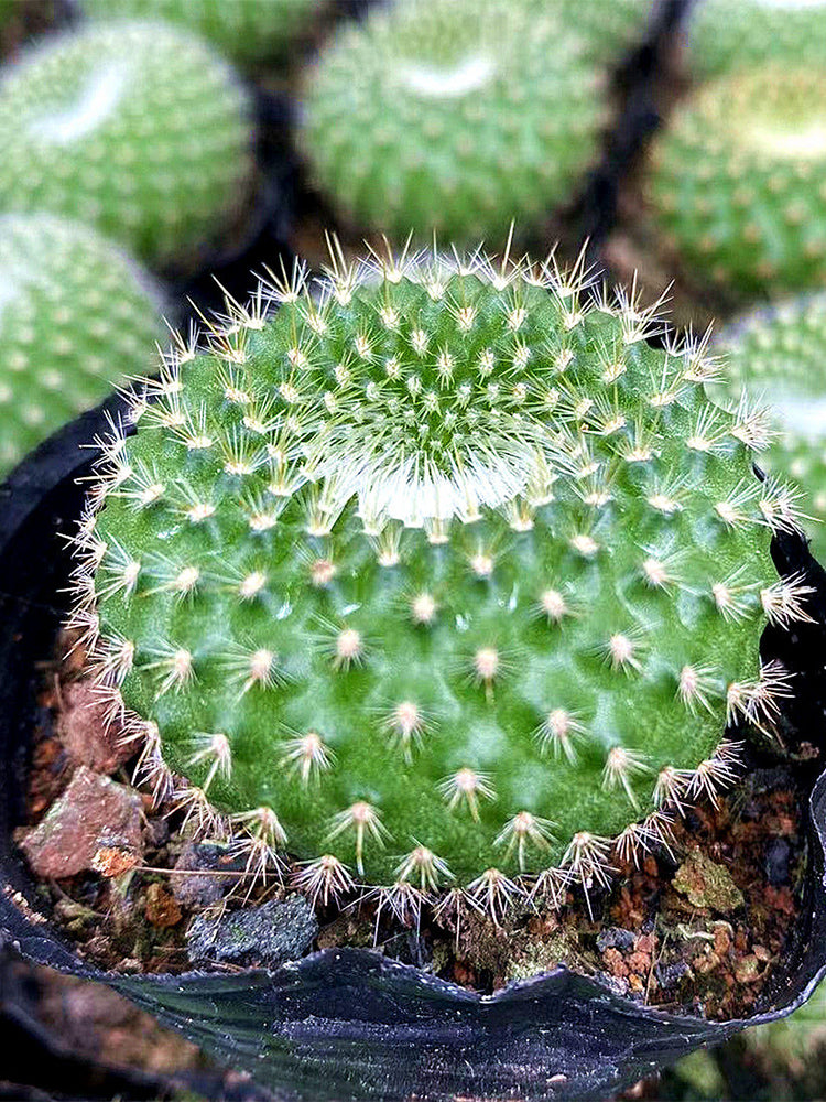 Parodia haselbergii subsp. graessneri 'Green'