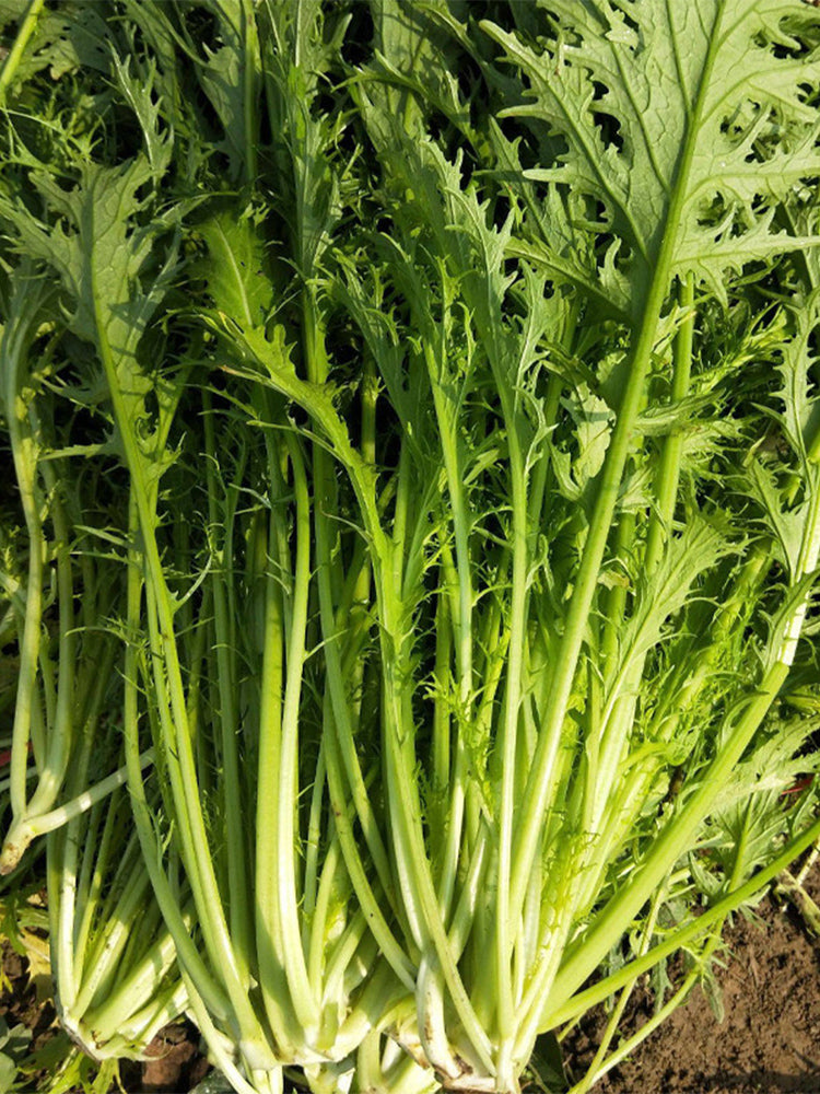 Small-leaved Potherb Mustard