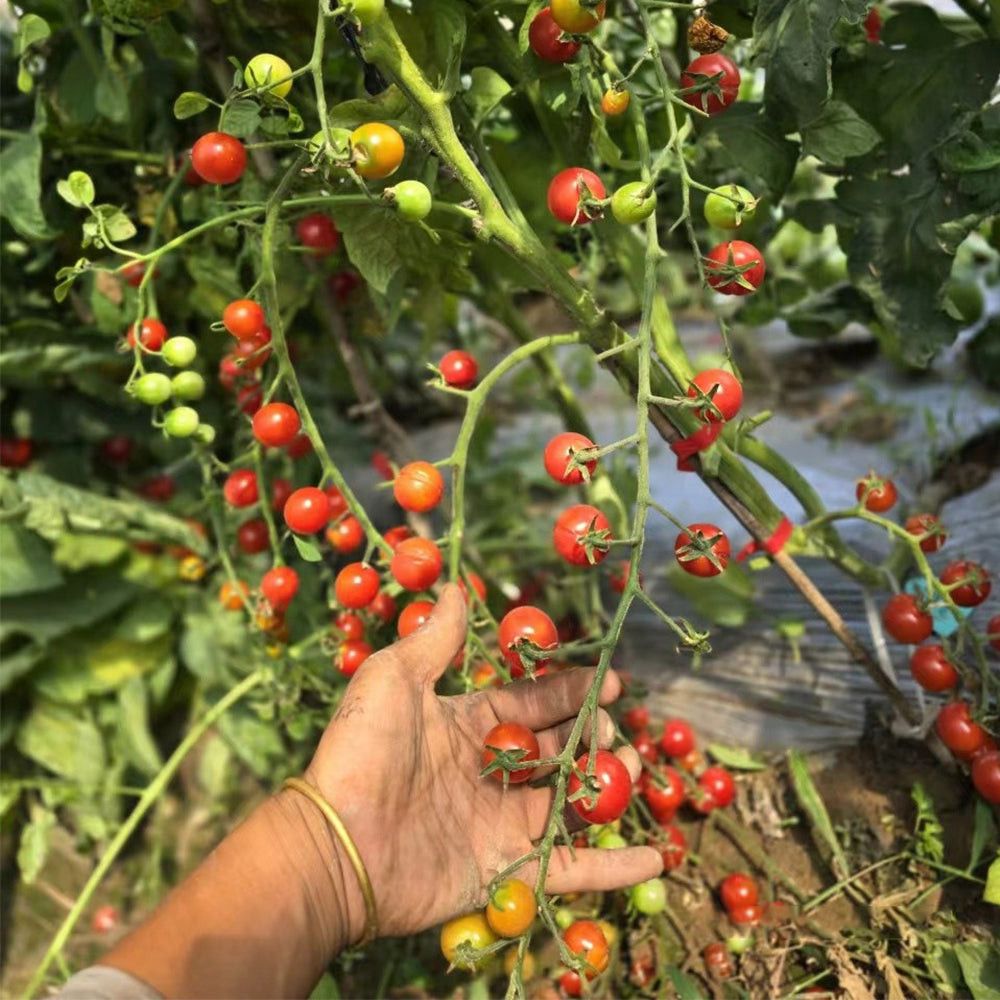 744 Lady Erin Sweet Pie Tomato
