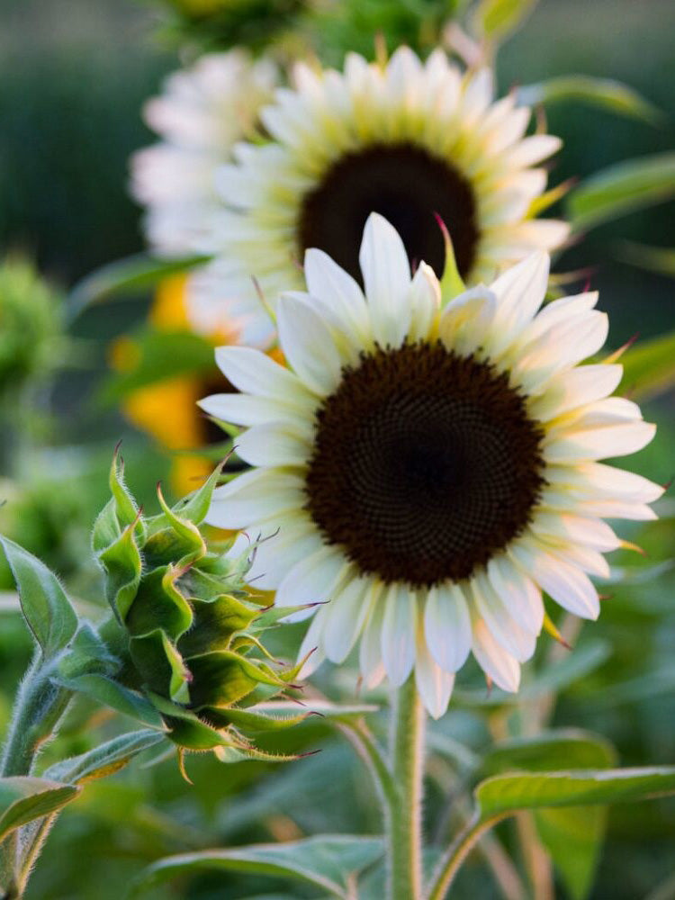 'White Lover' Sunflower