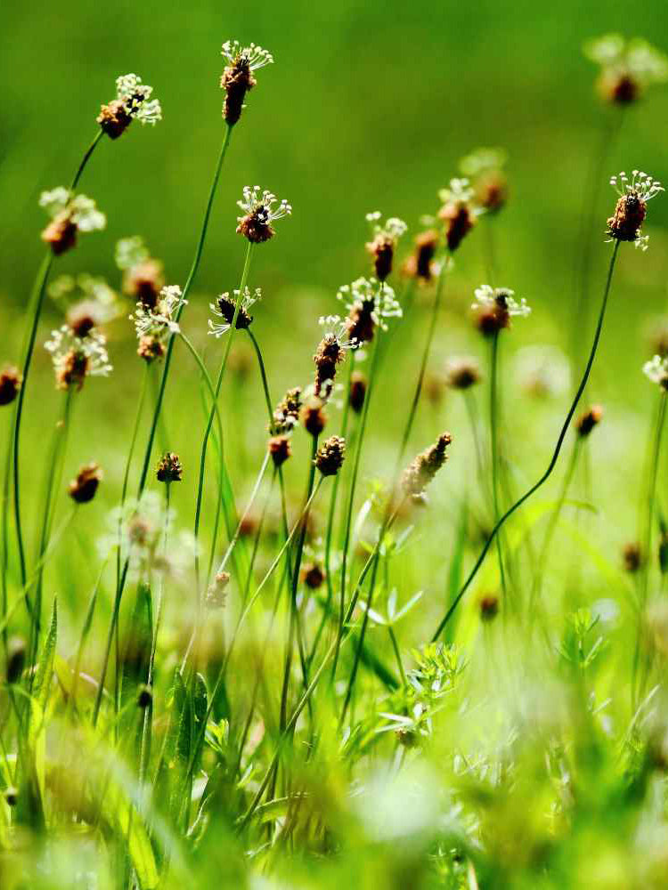 English Ribwort Plantain