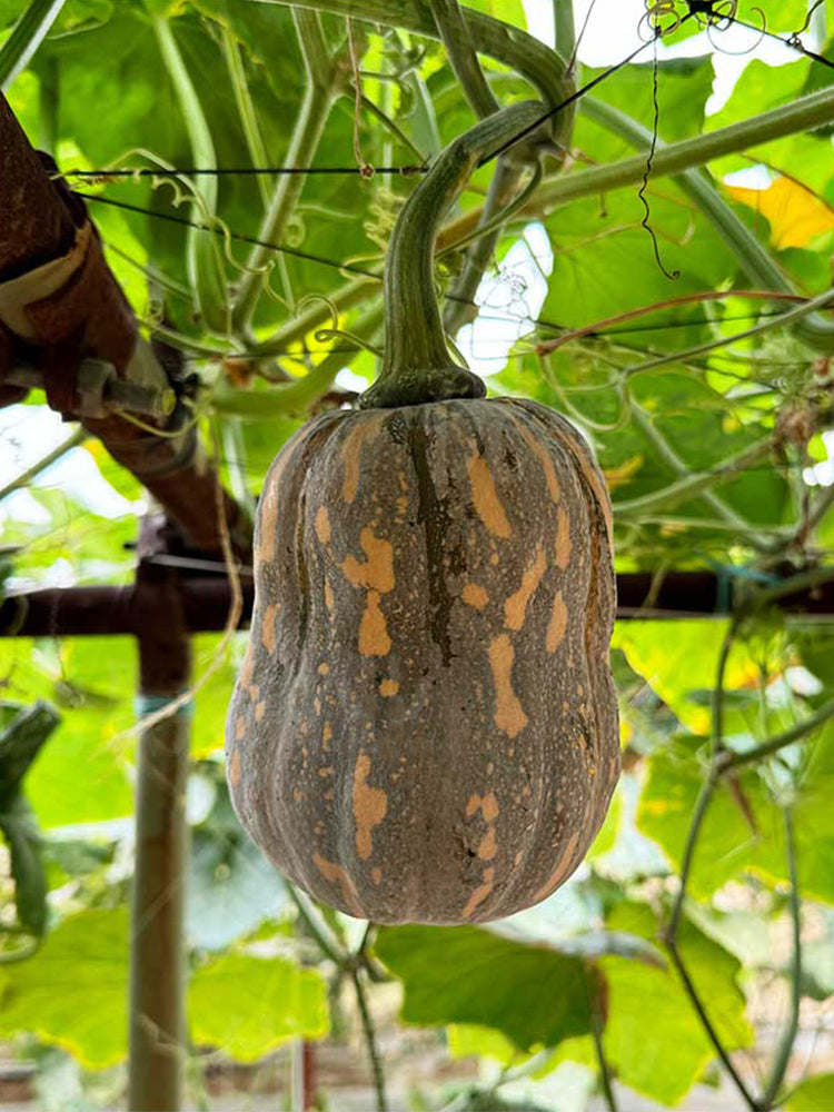 Prolific Fragrant Pumpkins