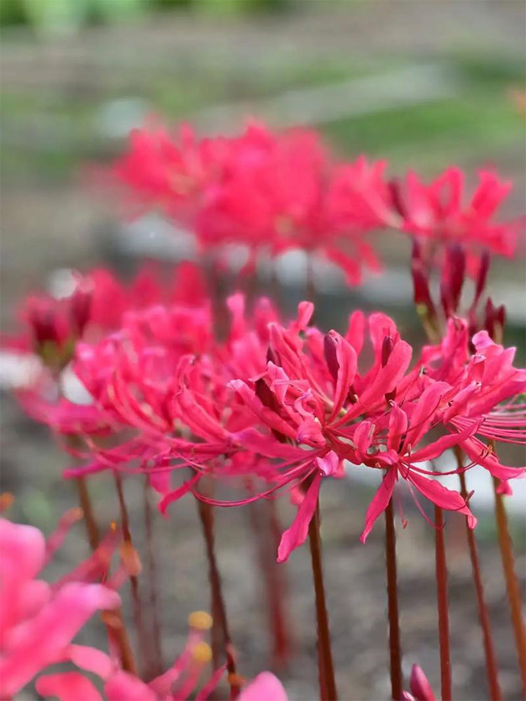 Rose Lycoris