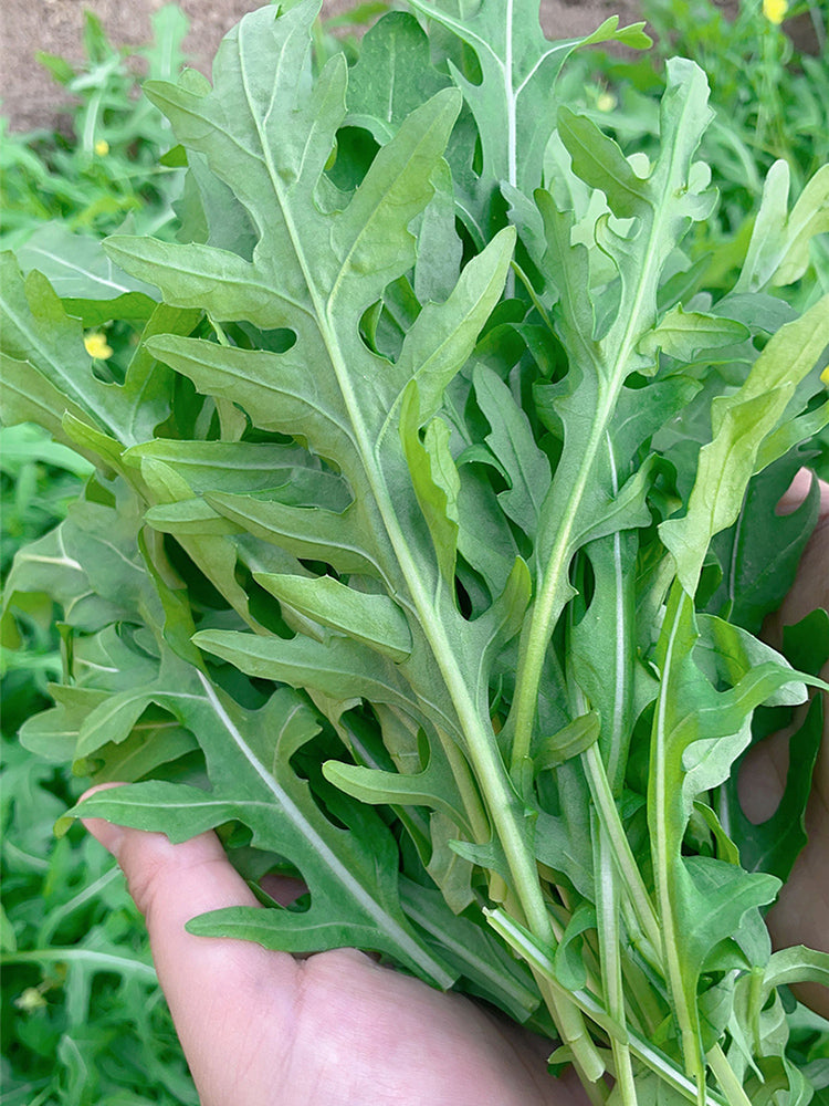 Arugula (Eruca vesicaria)