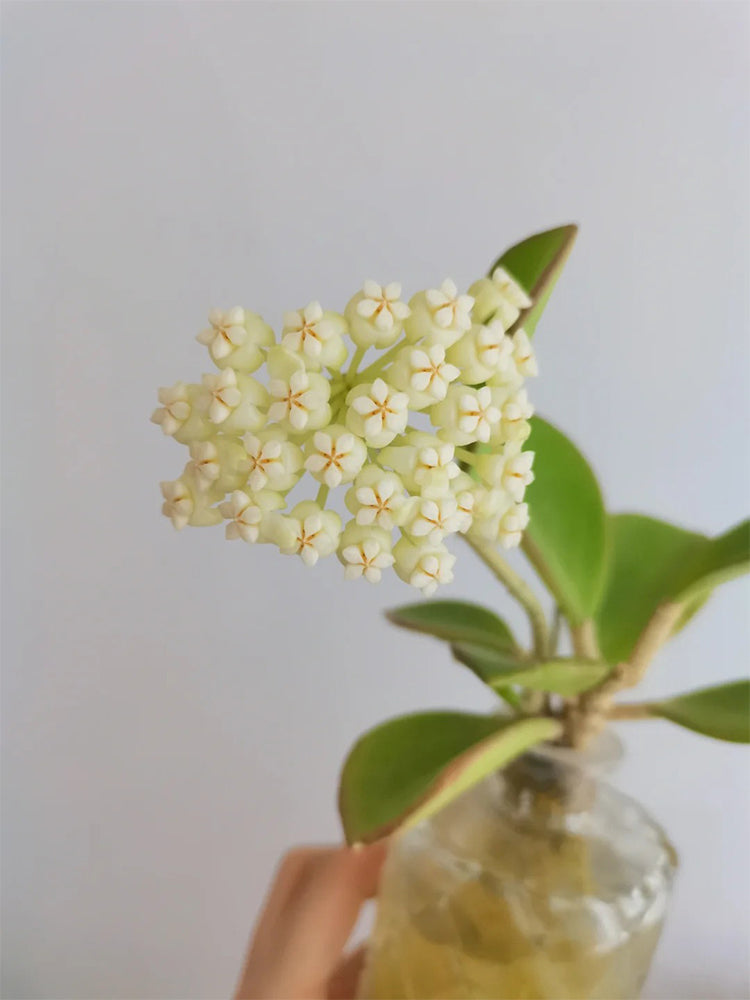 Hoya pachyclada
