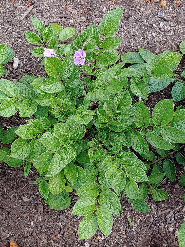 True Potato Seeds (TPS), Chiar Choque Pitu (Solanum curtilobum)