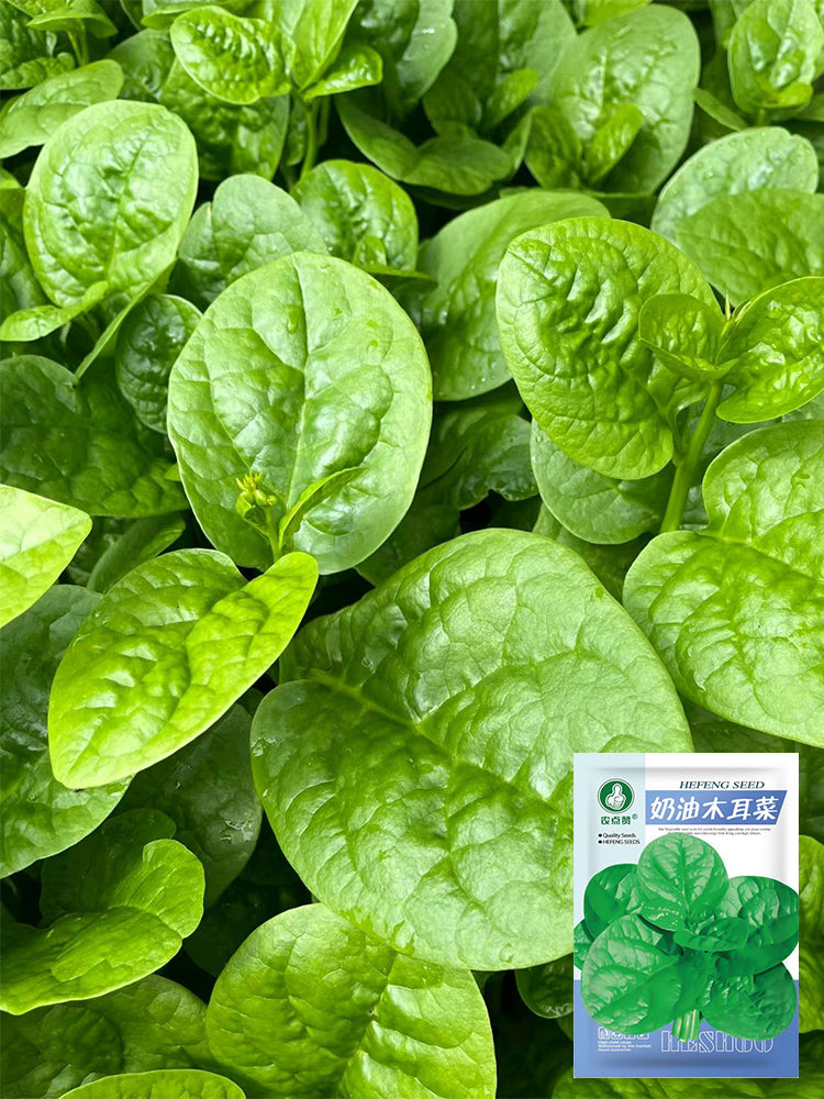 'Nongdianzan' Creamy Malabar Spinach