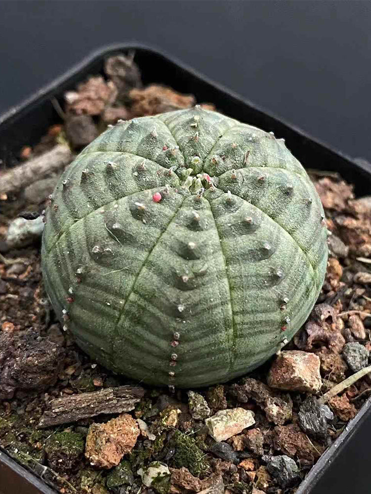 Euphorbia obesa Succulent