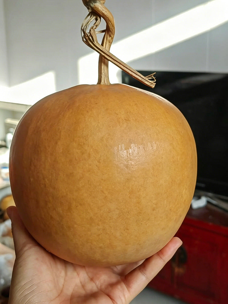 Big Apple Gourd
