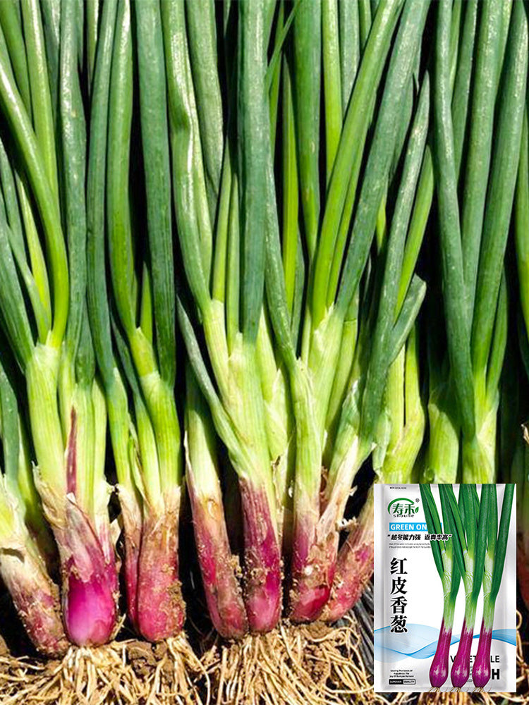 Shouhe Red Skin Scallion