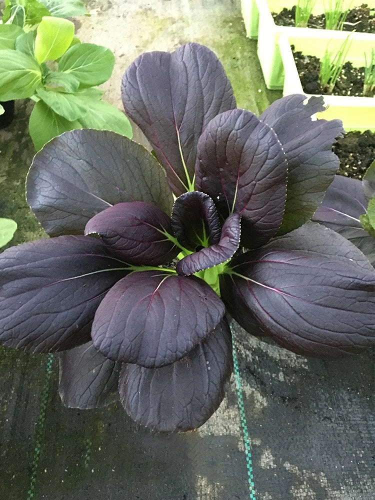 Purple Bok Choy