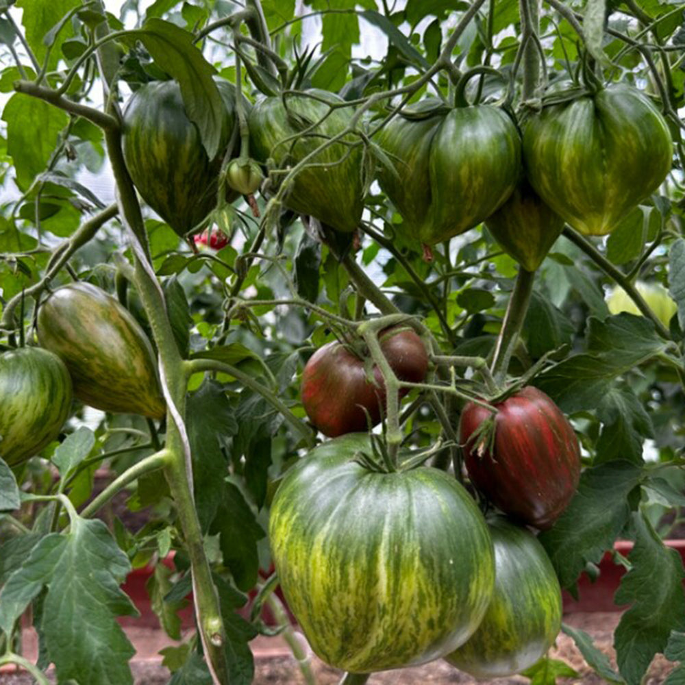814 Purple Beauty Tomato