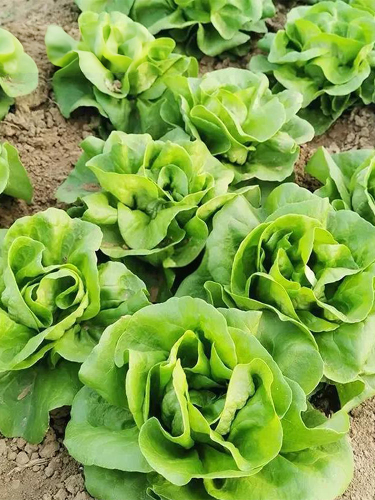Jiemei Butter Leaf Lettuce